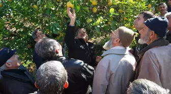 Narenciye Bahçesinde Budama Eğitimi