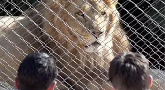 'Ali Sami Yen Aslanı' Büyüdü