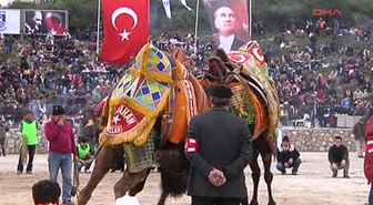 Bodrum' da Deve Festivali