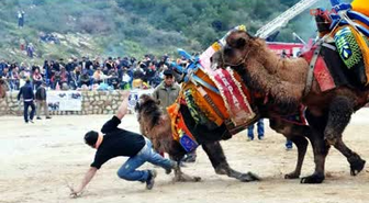 Sahipleri Azgın Develeri Ayırmakta Güçlük Çekti