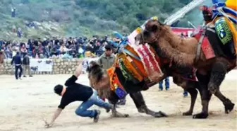 Sahipleri Azgın Develeri Ayırmakta Güçlük Çekti