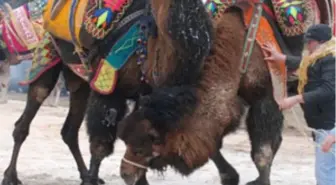 Hızlarını Alamayan Develer Seyircilerin Arasına Daldı