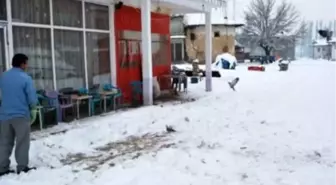 Pazarlar'da Kuşlara Yem