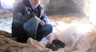 Donmak Üzere Olan 5 Yavru Köpeğe Köylüler Sahip Çıktı