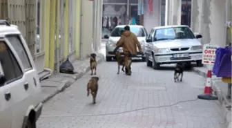 Sokak Köpeklerine Profesyonel Önlem