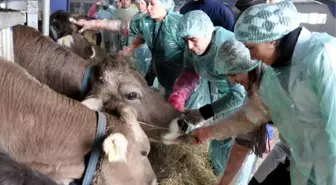 Azeri Öğrencilere 'Suni Tohumlama' Dersi