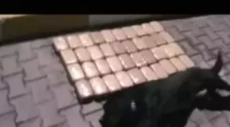 Polis Köpeği 'Dark', 22 Kilo Eroinin Bulunmasını Sağladı