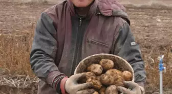 Üreticiler Patates'te İhracat Teşvik Priminin Artmasını İstiyor