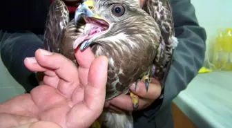 Yaralı Şahin Koruma Altına Alındı