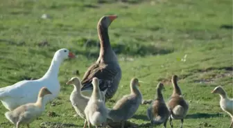 Kaz Pilavının Tam Zamanı