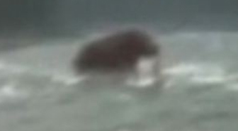 Sibirya'da Tüylü Mamut Görüntülendi!