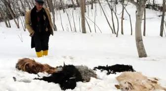 Yayla Yolu Kardan Kapandı, Keçiler Açlıktan Telef Oldu