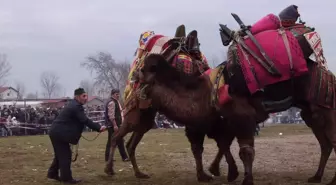 Büyükpaşa Köyü'nde Ücretsiz Deve Güreşi Düzenlenecek