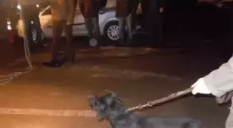 Polis Köpeği Kont 20 Kilo Eroinin Yerini Buldu