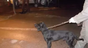 Polis Köpeği Kont 20 Kilo Eroinin Yerini Buldu