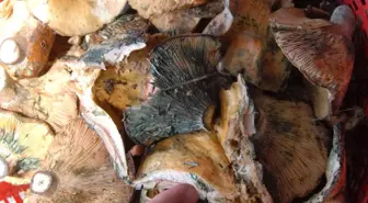 Mantar Zehirlenmelerine Dikkat