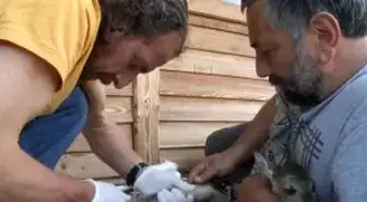 Cemal Gülas'ın Tedavi Ettiği Karaca, Başına Dert Oldu