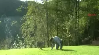 Cemal Gülas'ın Tedavi Ettiği Karaca Başına Dert Oldu