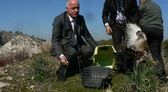 Yaralı Şahinler Doğaya Bırakıldı