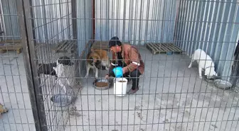 Gemlik Belediyesi'nden Sokak Hayvanları Açıklaması Açıklaması