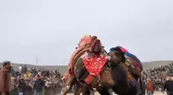 İzmir'de Deve Güreşi