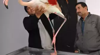 Yaralı Flamingo, Yarım Bıraktığı Göçü Tamamlayacak