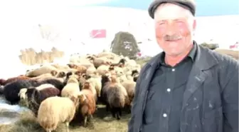 Koyunlarına Soğuk Havaya Rağmen Dışarıda Bakıyor
