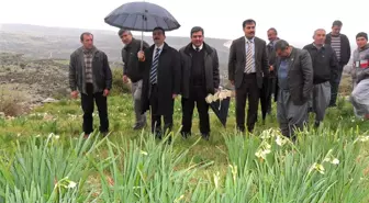 Tarsus Kırsal Köylerinde Soğanlı Süs Bitkisi Yetiştirciliği Yaygınlaşıyor