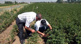 Erzincan Tarımı 2012 Yılına Umutla Bakıyor