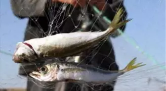 Su Ürünleri Av Yasağı Başladı