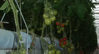 Mardin'de Topraksız Domates Üretimi