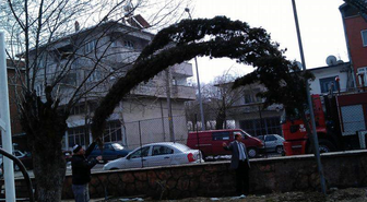 Kar Yığıntılarını Kaldıramayan Selvi Ağacına Kurtarma Operasyonu