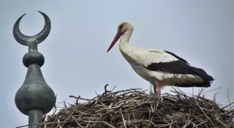 Baharın Müjdecisi Leylekler Döndü