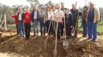 Dut Fidanları Toprakla Buluştu