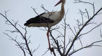 Söke'nin Yaz Konukları Leylekler Geldi