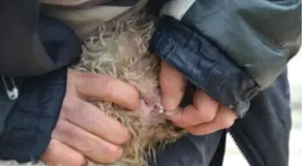 Bu Kuzunun İki Tane Ağzı Var