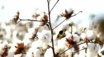 Pamuk Çiftçiye Para Getirecek
