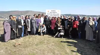 AK Parti'li Kadınlar Ağaç Dikti