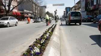 Kışlık Çiçek Dikimi Başladı