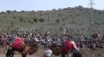 Final Kupası Deve Güreşleri Dikili'de Yapıldı