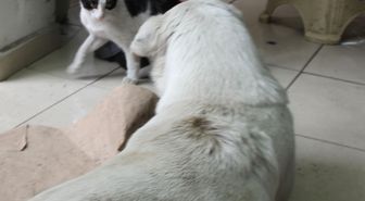 'Kedi Köpek Gibi' Değiller