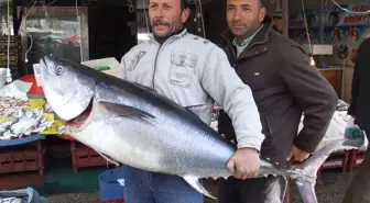 Niğde'ye Getirilen Orkinos Balığı İlgi Odağı Oldu