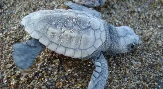 Dikili Caretta Carettaların Yumurtlama Alanı Olacak