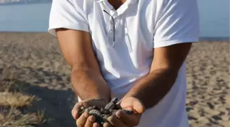 Dikili'de Caretta Caretta Yuvaları