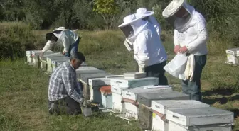 Arıcılık Yönetmeliğinde Değişiklik Yapıldı