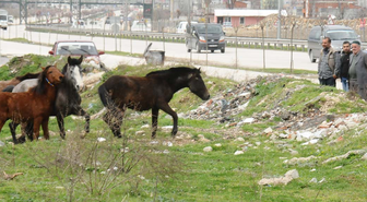 Zabıtadan At Avı