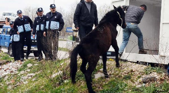 Zabıtadan Sahipsiz At Operasyonu