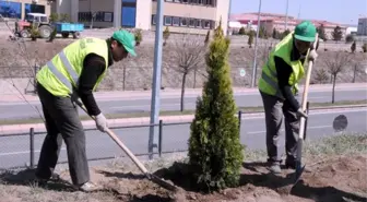 Trafik Kazasında Ölen Üniversiteli Anısına Fidan Dikildi