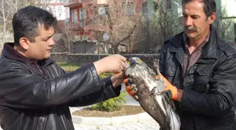 Yaralı Kartal Tedavisinin Ardından Doğaya Bırakılacak