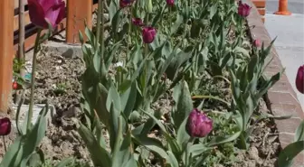 Belediyenin Lalelerini Çaldılar